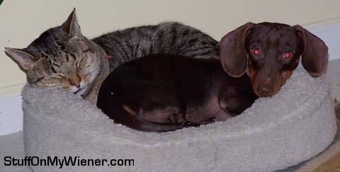 Buster cuddling with Oz.