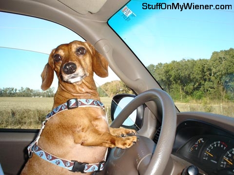 Lexie driving to Dairy Queen.