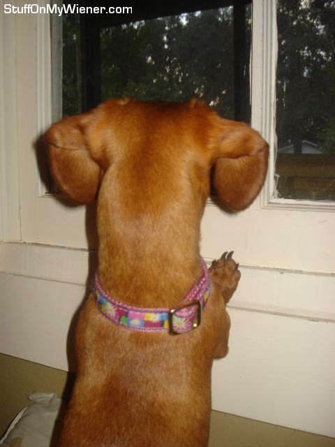 Lily looking out the window.