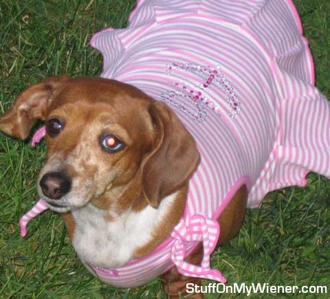 Mocha in her party dress.