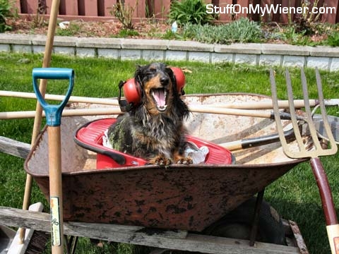 Monty in a wheelbarrow.
