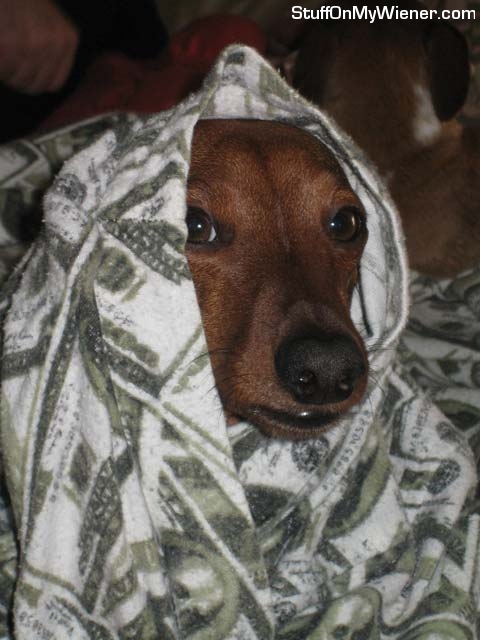 Moose in a money blanket.