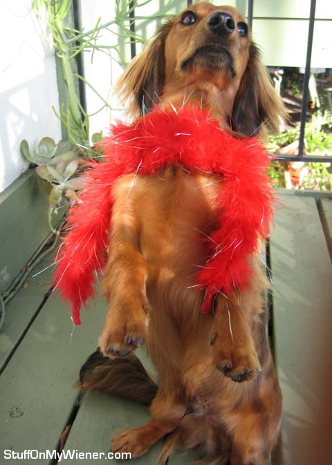 Schubert in a red boa.