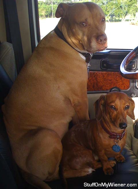 Wiggles and Harley behind the wheel.