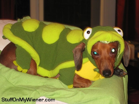 Wilbur in a turtle costume.