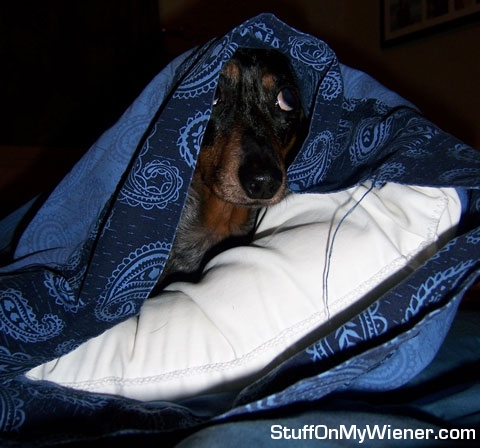 Abbey in a pillow case.