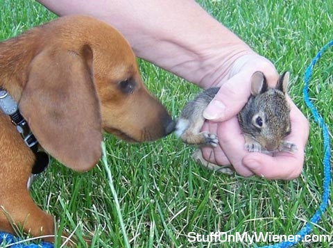 Annie inspecting bunny.