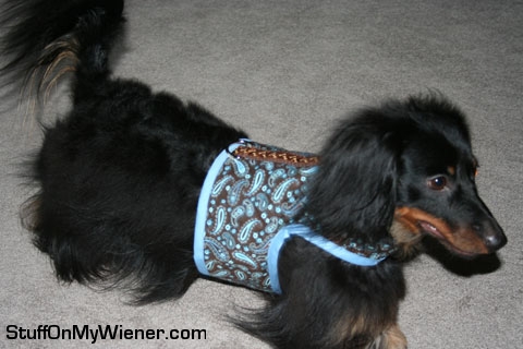 Boo in his new vest.