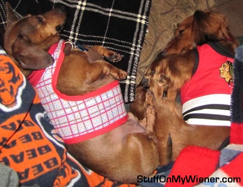 Jack and Rocco sleeping cheek to cheek.