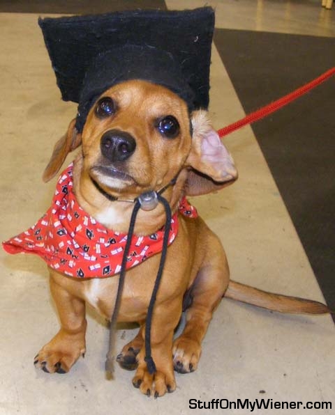 Leeloo graduation day.