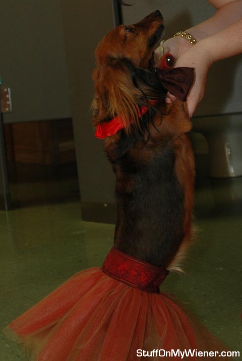 Miss Zoe dress for wedding.