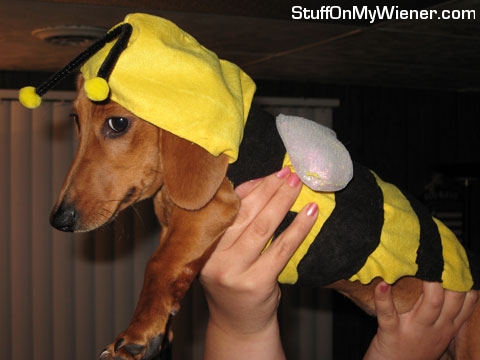 Nadja as a bee.