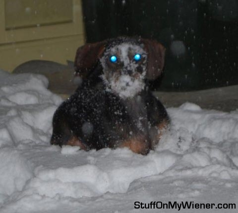 Ozzy in the snow.