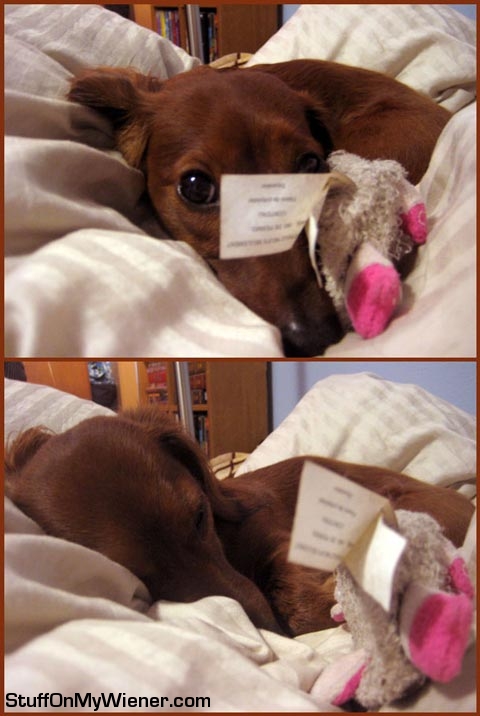 Peach guarding her baby toy.