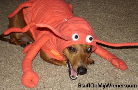 Pebbles as a lobster.