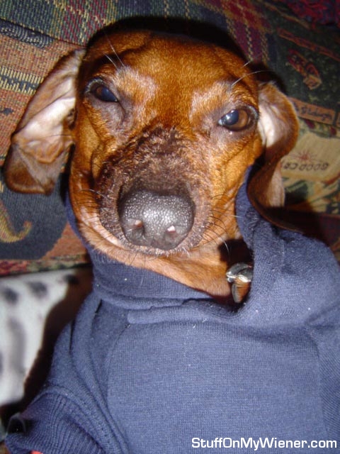 Tevez gets paw stuck in sweater.