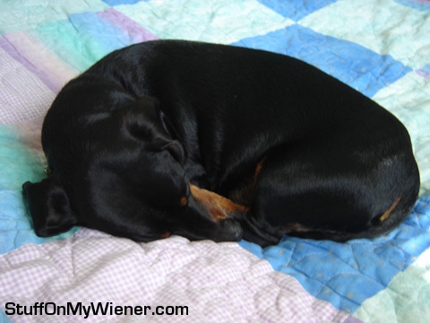 Toby all tucked up.