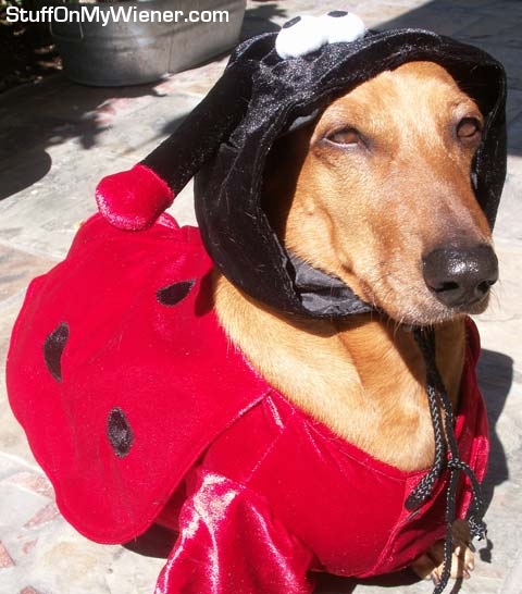 Woofgang as a ladybug.