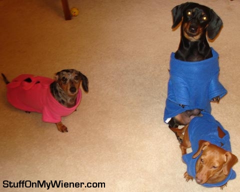 Chloe, Bailey, and Sadie in Snuggies.