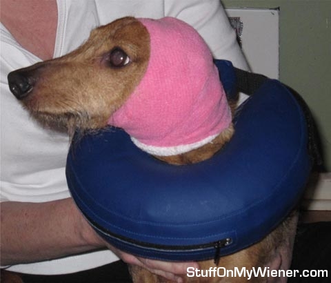 Dexter after Vasculitis.