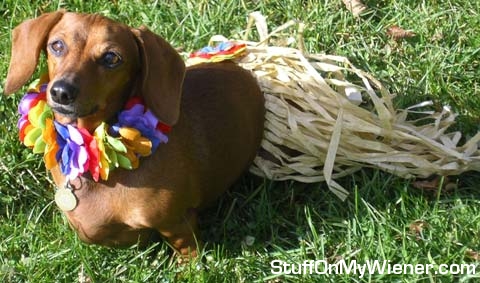 Gogo in a hula skirt.