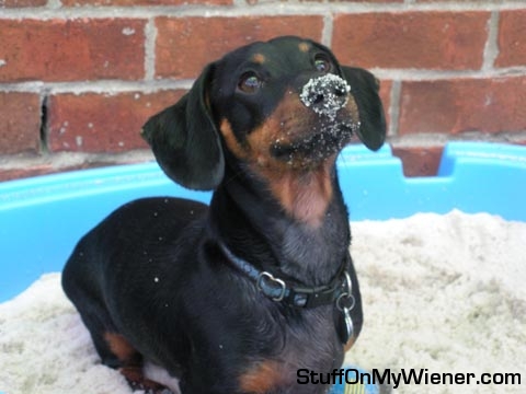 Hank with sand on his nose.