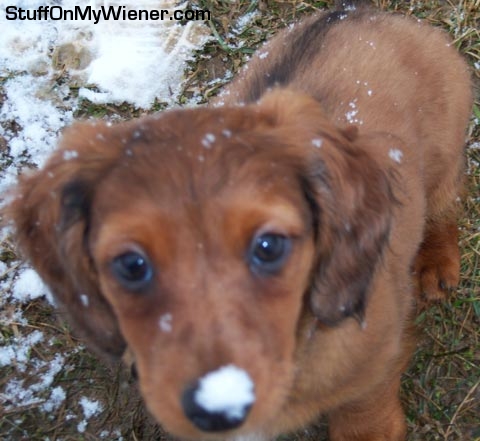 Hank with snow on his nose.