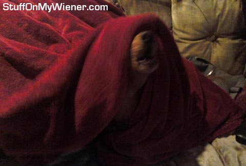 Jerry under a blanket singing.