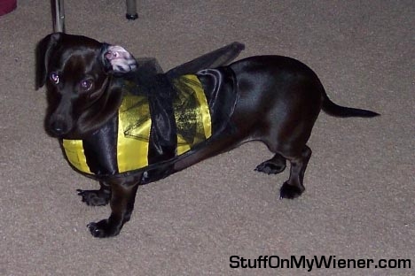 Kati in her bee costume.