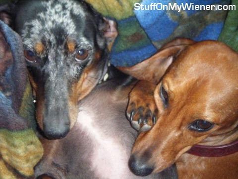 Lily and Wigles resting in bed.
