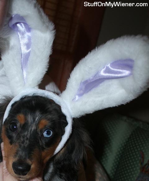 Lola with bunny ears.