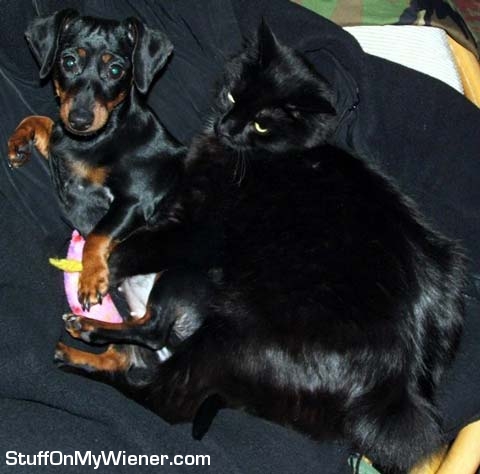 Lulu being hugged by Manx.