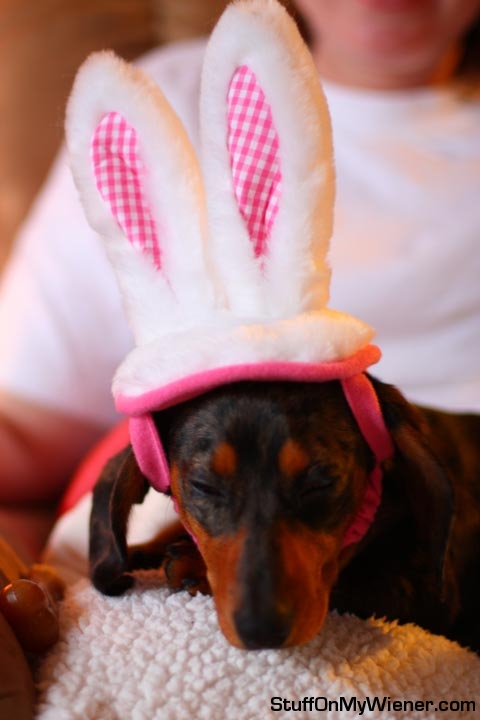 Molly in bunny ears.
