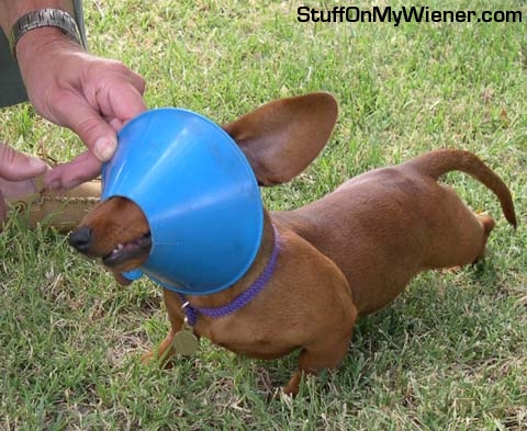Penny attacking a funnel.
