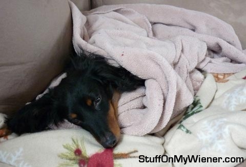 Rebel rolled in a blanket.