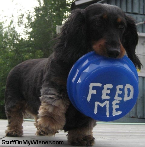 Wheeze and the food bowl.