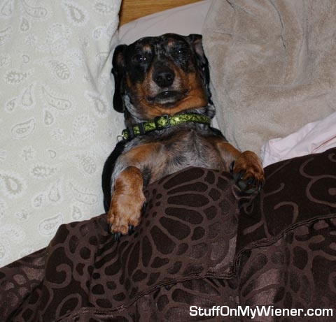 Abbey in the big bed.