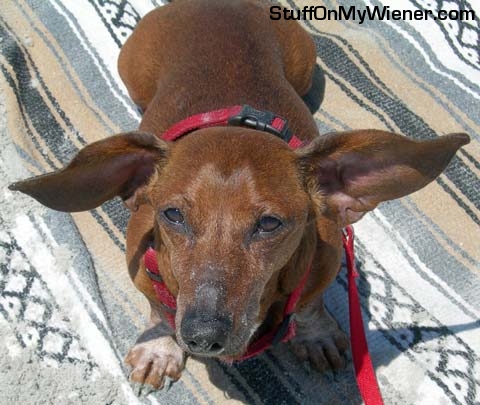 Andy's ears blowing in the wind.