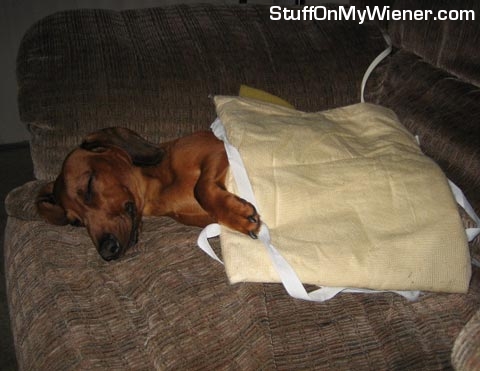 Bubbs under dad's heating pad.