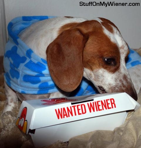 Cooper sniffs a Wienerschnitzel box.