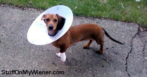 Greta with the cone of shame.