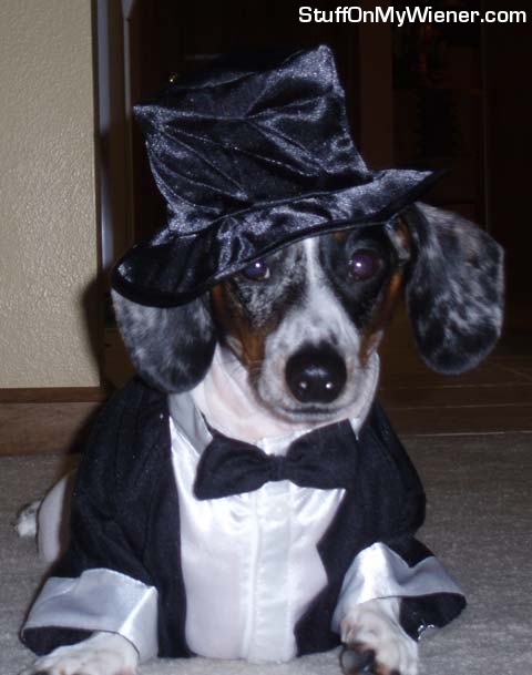 Gus in a tux and top hat.