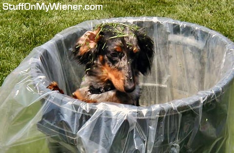 Monty in trash can with clippings.