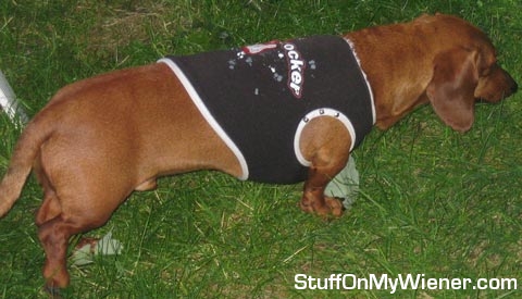 Moose in a shirt hunting food.