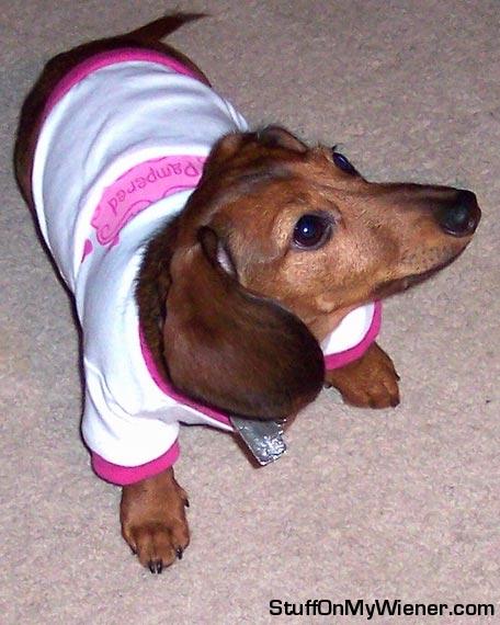 Nixie in her pampered shirt.