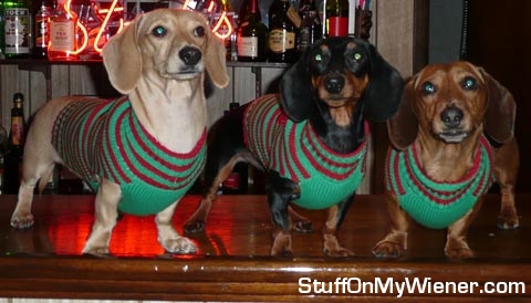Buster, Jimmy, and Copper on the bar.