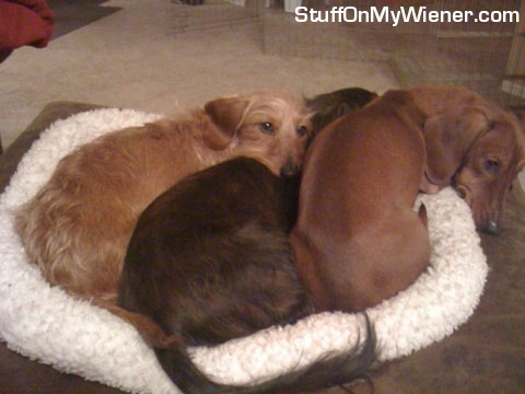 Gracie, Louie, and Emmitt in small bed.