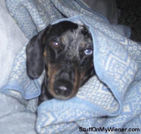 Harley in his blanket.