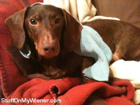 Hobbit in the clean laundry.