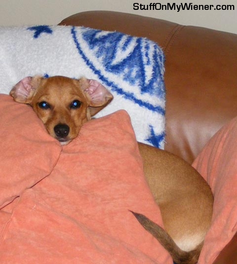 Leeloo peeking over a pillow.